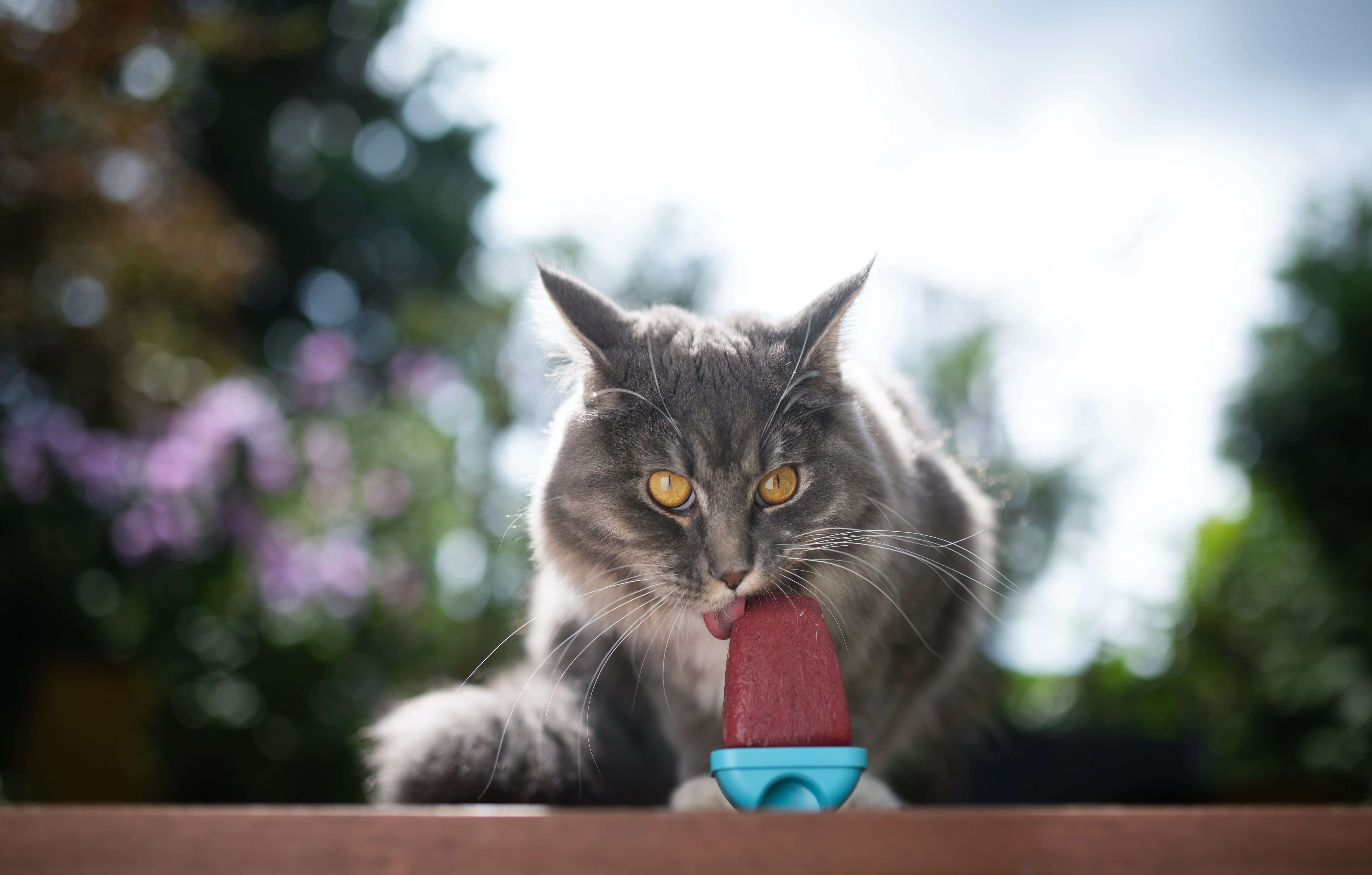 ice treats for cats