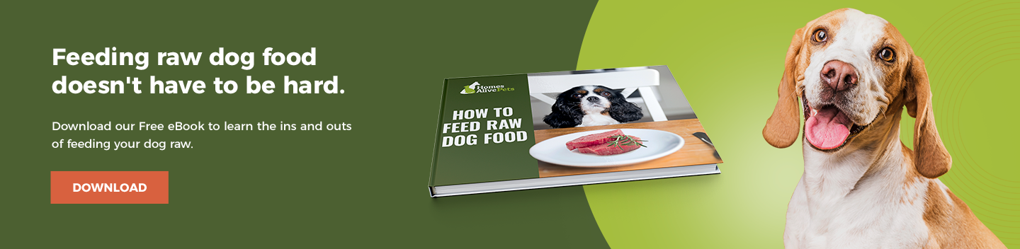 Can Dogs Eat Raw Eggs Benefits Safety Of Raw Eggs