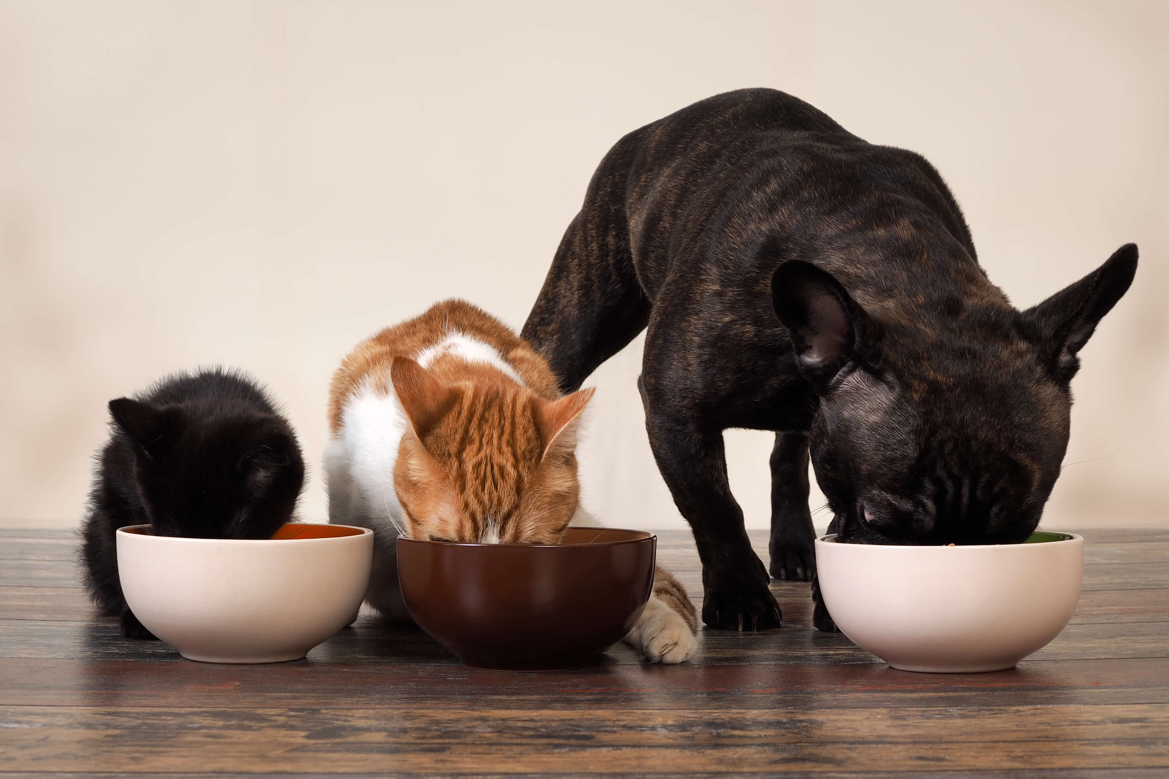 25 Pet Food Storage Tips to Keep Dog Food Fresh