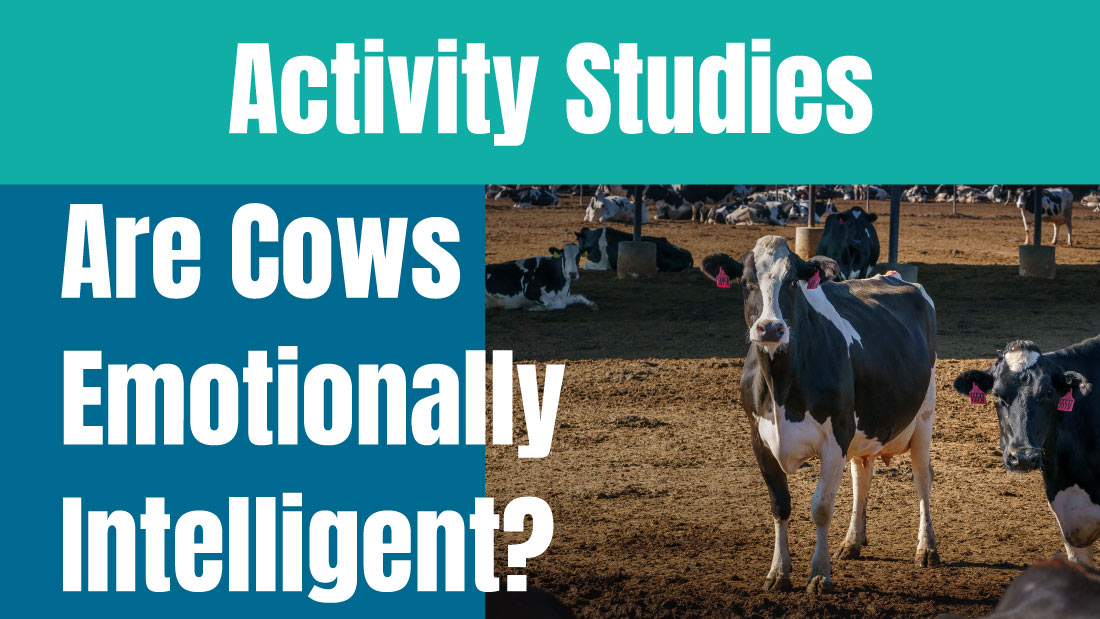 Are cows emotionally intelligent?