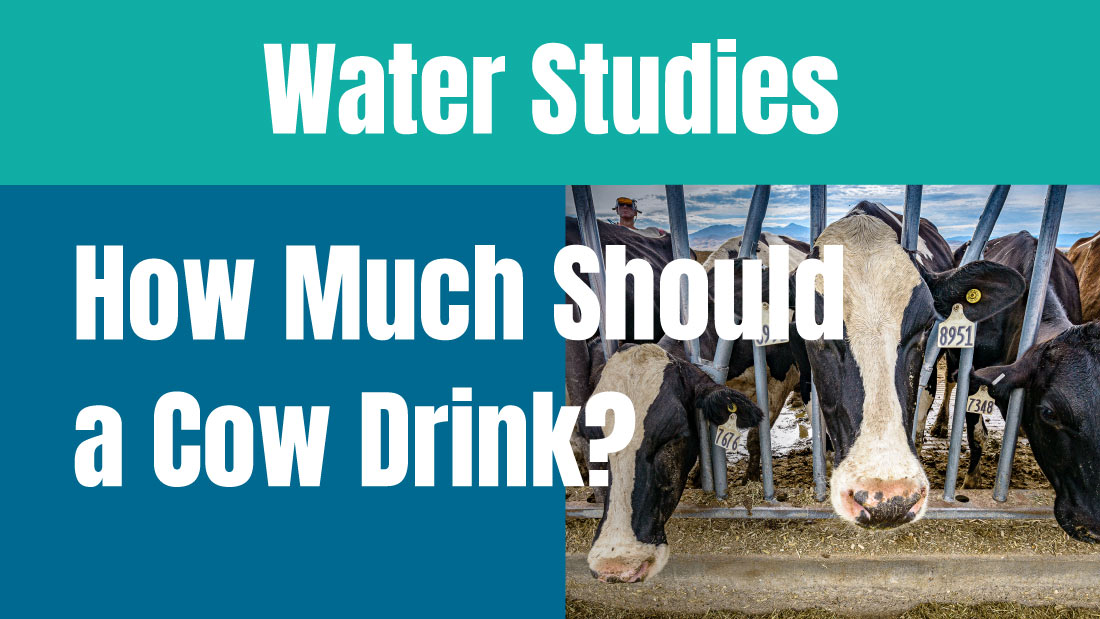 Calculate: How Much Water Do You Need to Drink a Day?