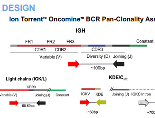NGS Characterization of Multiple Immune Receptors from a Single Multiplex PCR Reaction