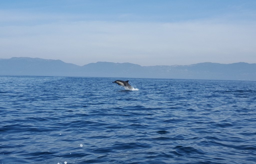 Dolphin in Santa Monica Bay