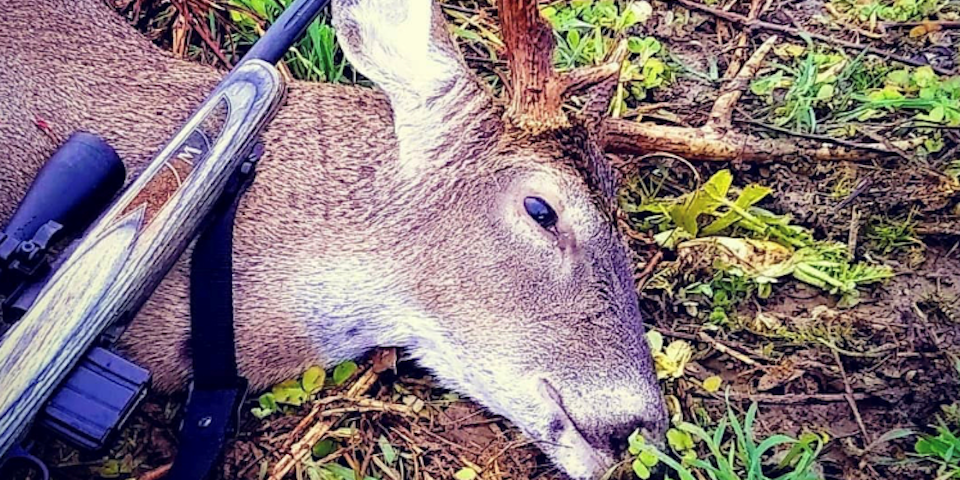 glide At deaktivere Alligevel Shotgun vs. Rifle for Deer Hunting