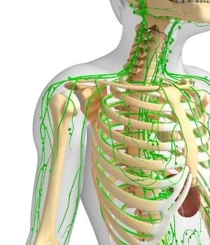 Lymphatic System - C/V ENT Surgical Group