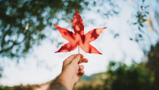 img_Canada_Pathway_Program