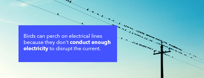 01-Birds-can-perch-on-electrical-lines
