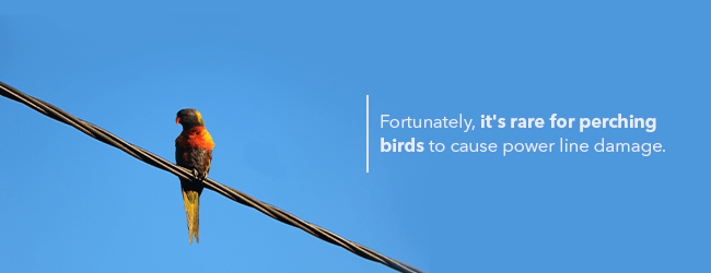02-Fortunately-its-rare-for-perching-birds
