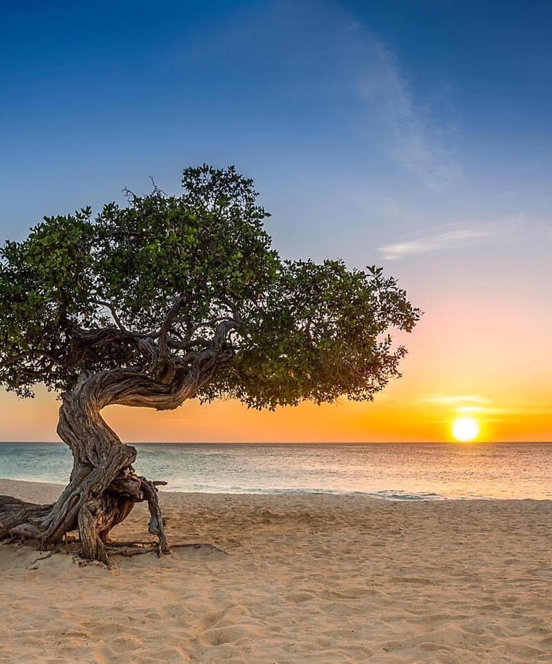 Divi divi tree sunset Aruba