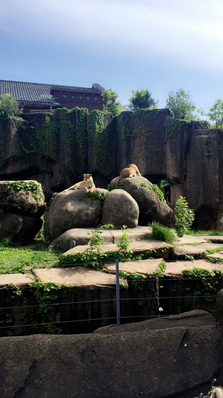 Lincoln Zoo Park, Chicago