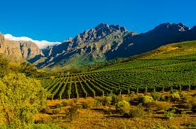 From the archive: Stellenbosch: home of Cape Cabernet - Decanter