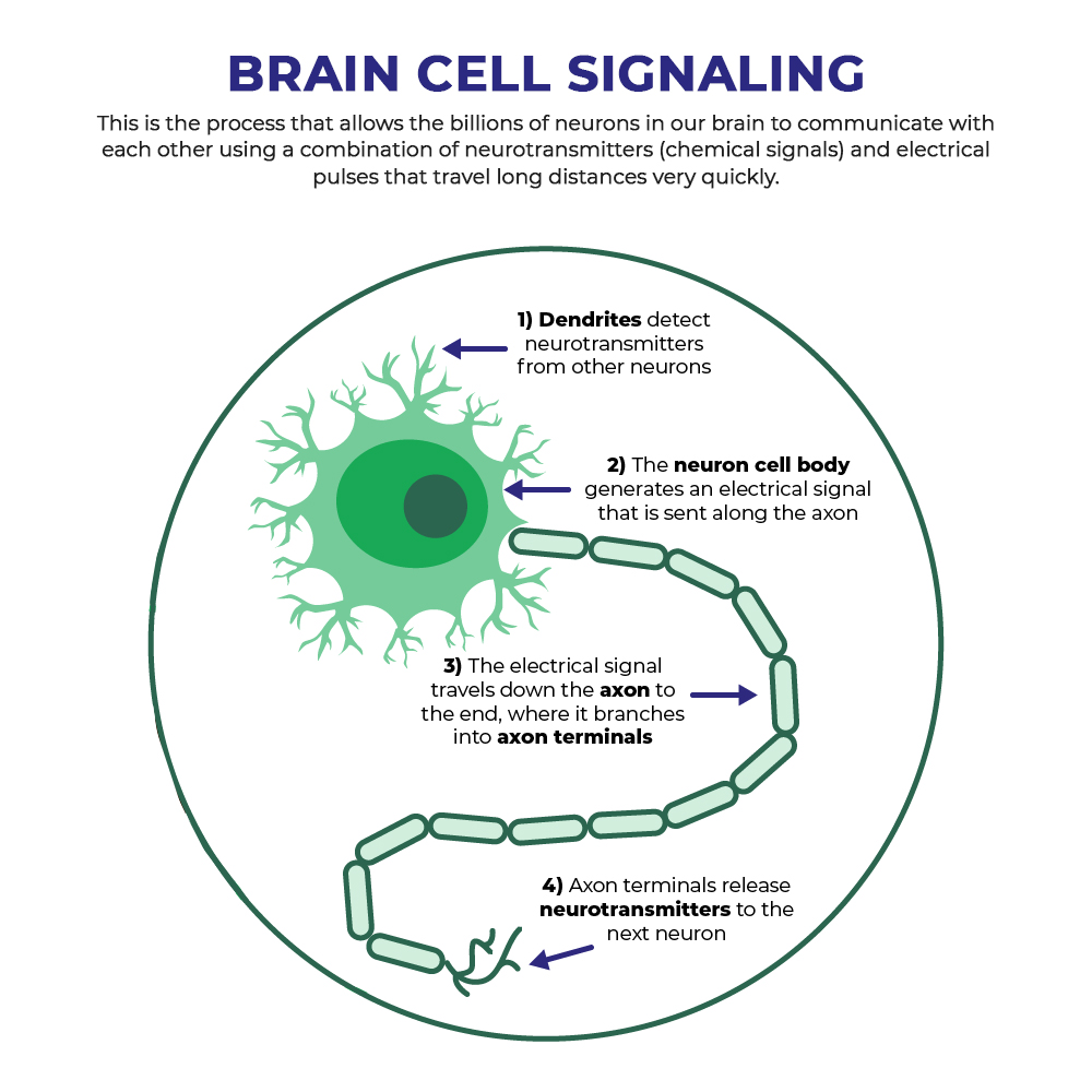 Brain cell signaling process