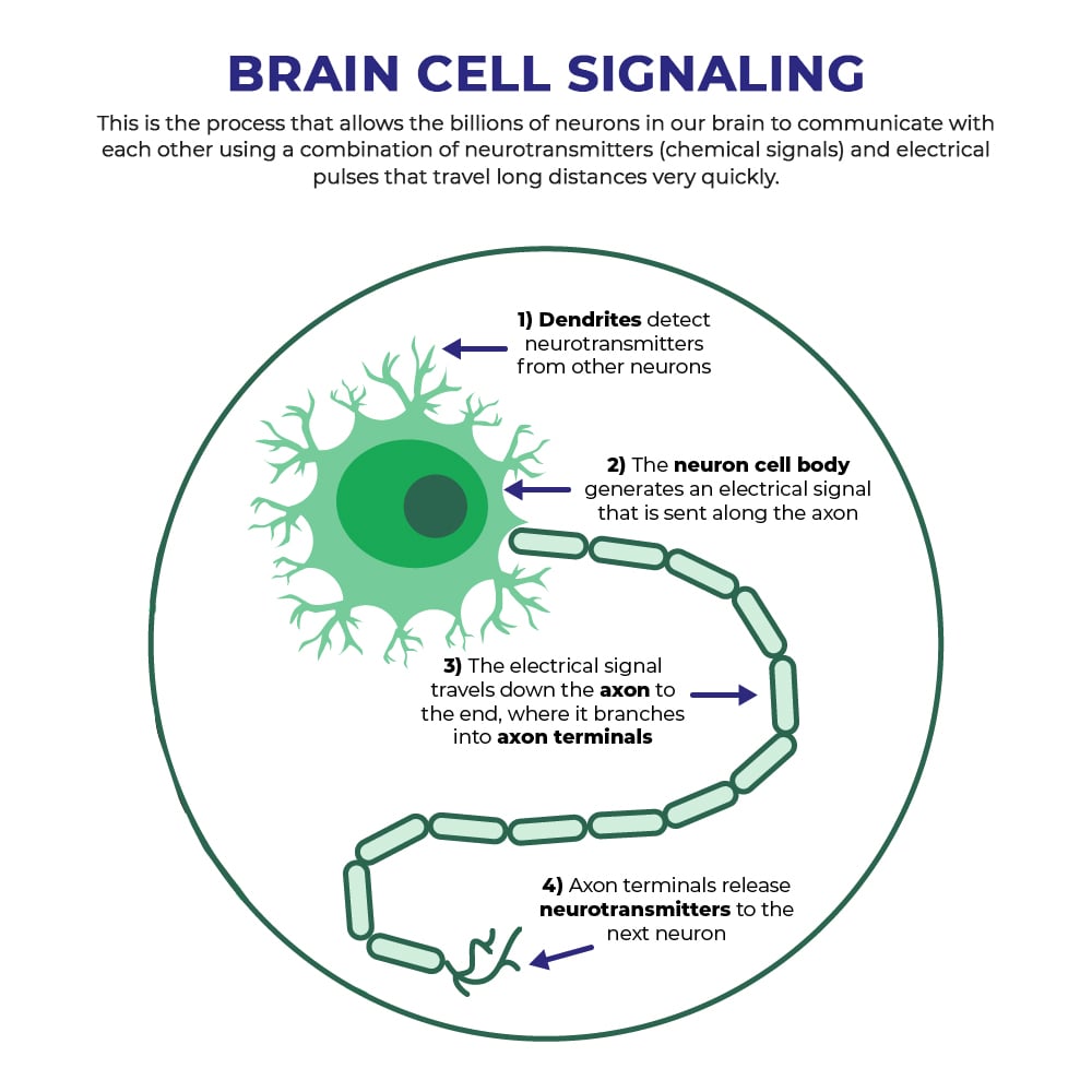 Brain cell signaling process