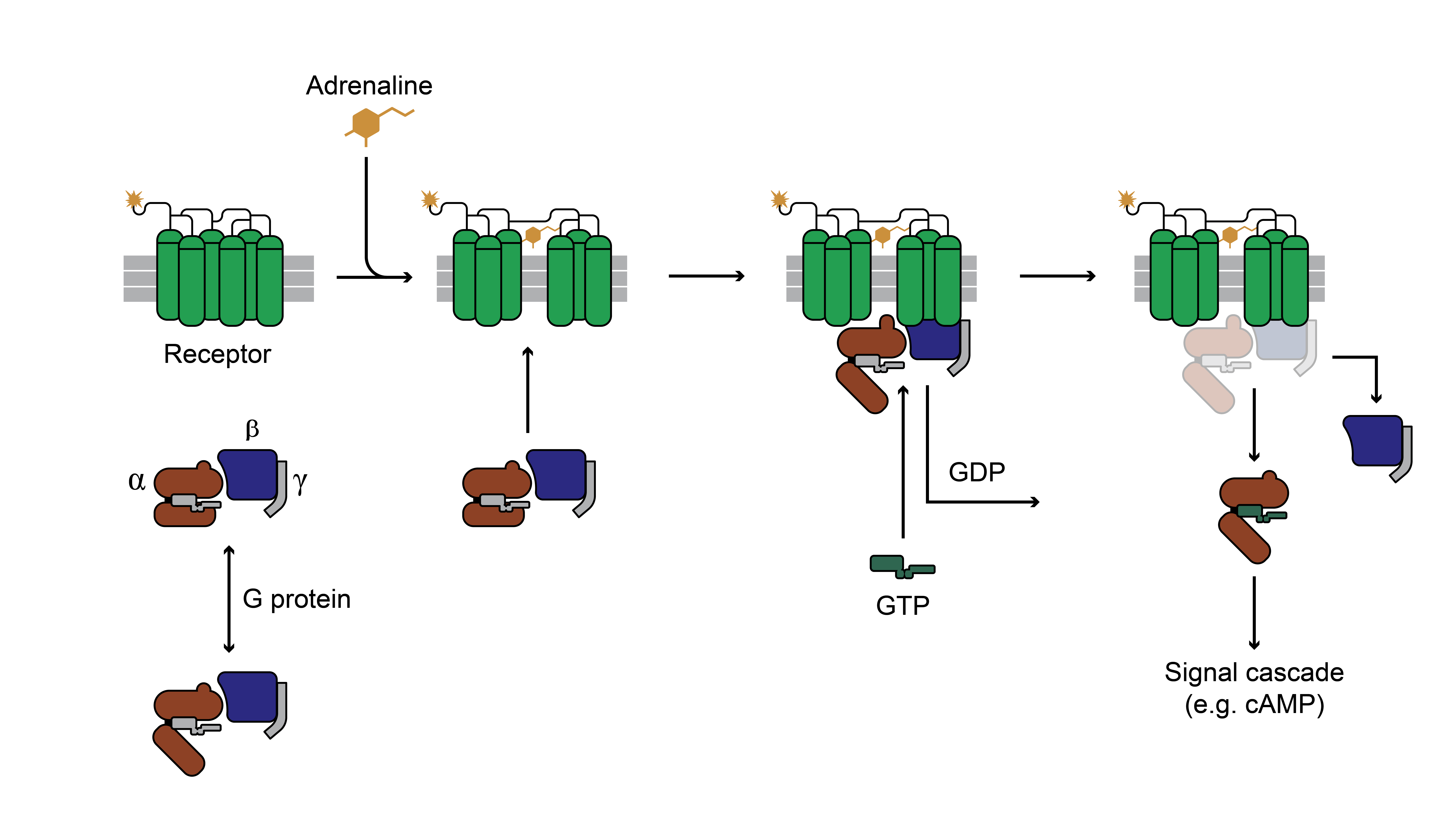 The GPCR-activation pathway