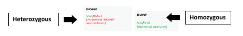 homozygous vs heterozygous 
