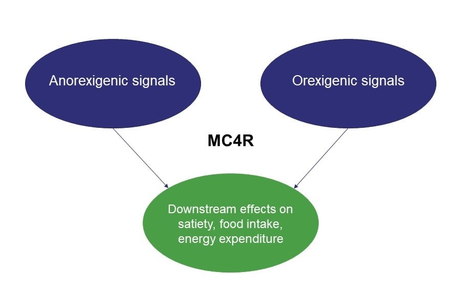 Example effects of gene variations in MC4R