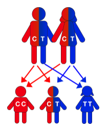 Offspring inherit their genes in pairs, one from each parent.