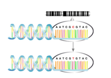 Alleles may differ through a tiny number of individual nucleotide variations called single-nucleotide polymorphisms (or SNPs)