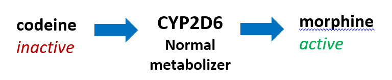 Codeine (inactive) is converted to morphine (active) in the body by CYP2D6, the metabolic pathway for codeine.