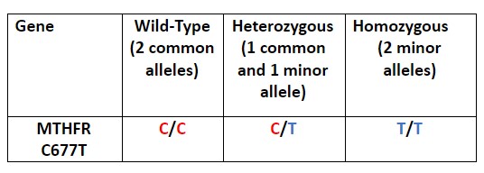 MTHFR allele variants