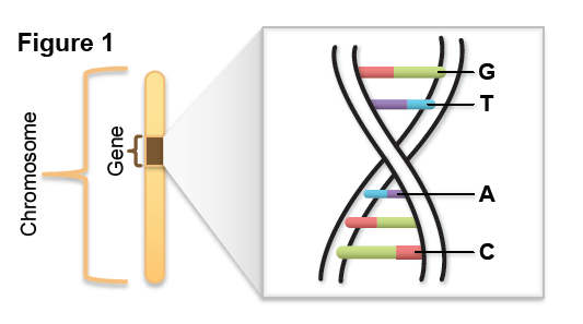 Strands of DNA form a double helix structure and are composed of four different nucleotide building blocks