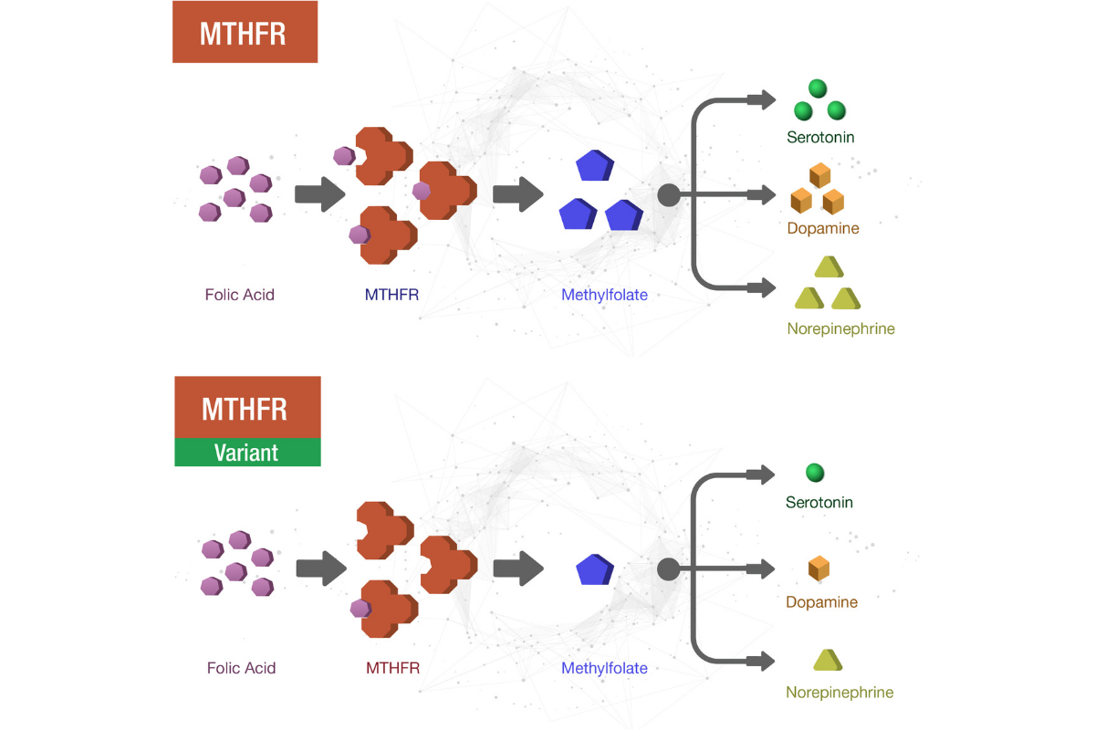 Figure 3. Depicts normal MTHFR activity; Figure 4. Depicts MTHFR variant activity