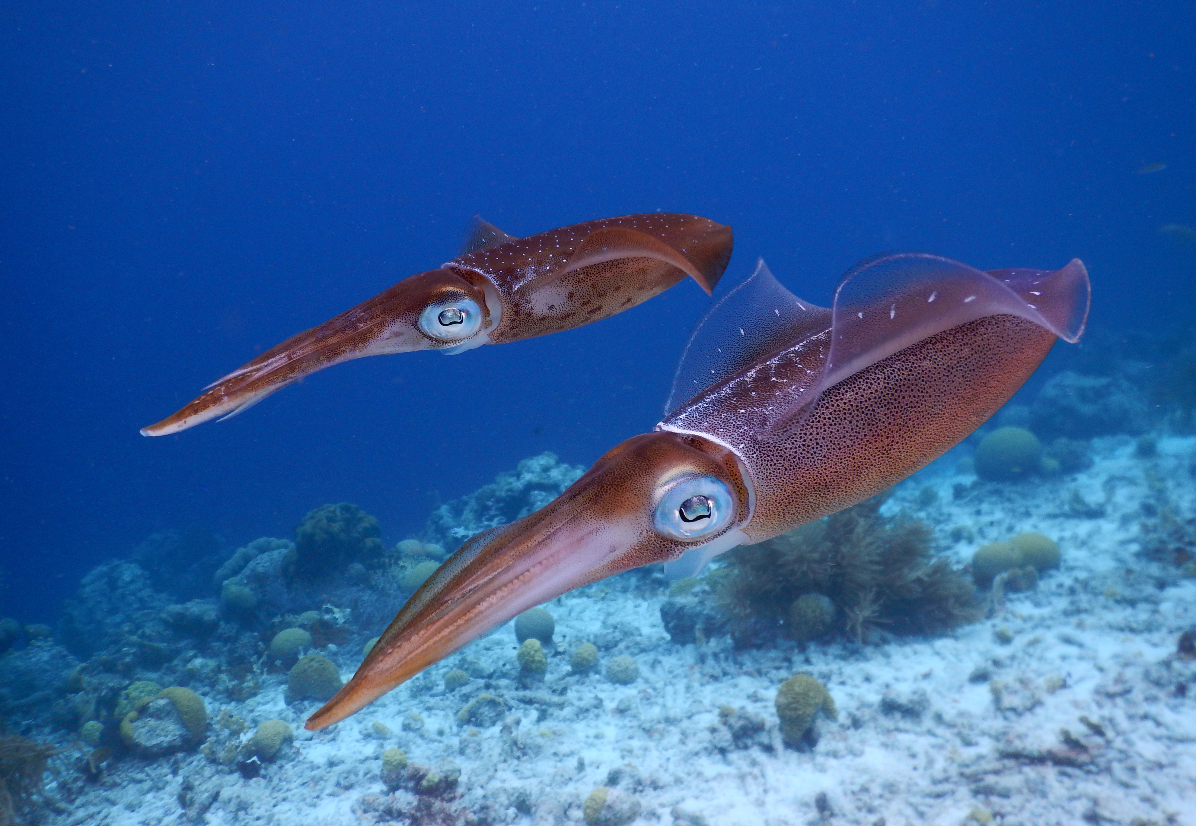 Two dark brown squid swim through blue water
