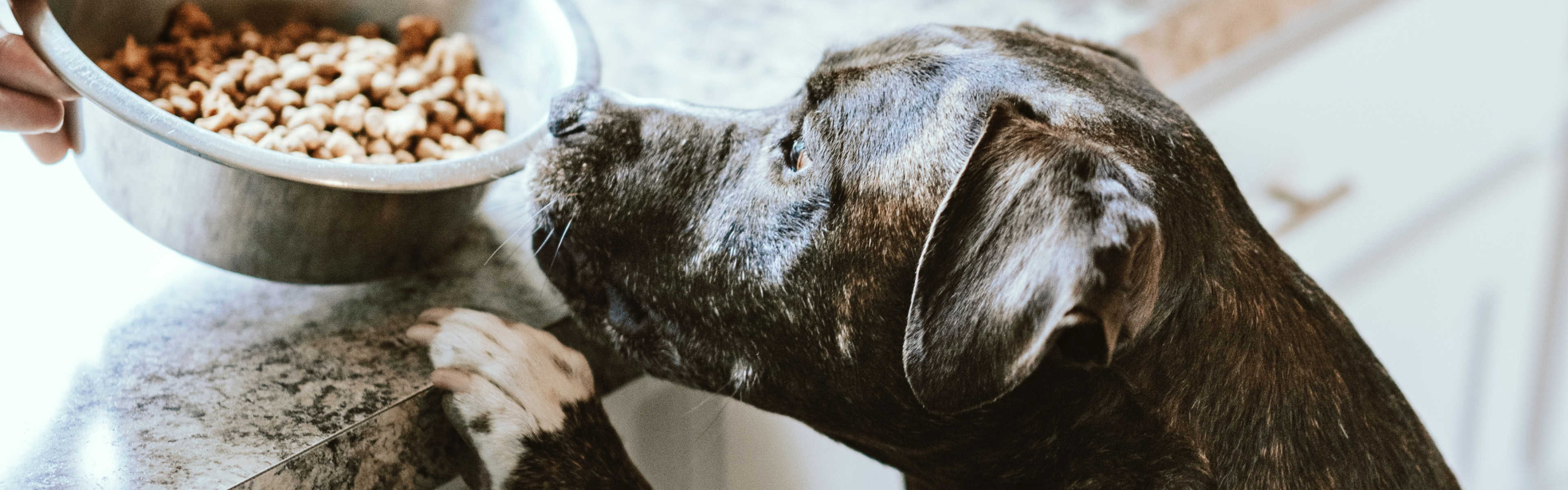 Peru Needed Pet Food. Nestlé Used Braintrust to Get it There Blog Banner-1