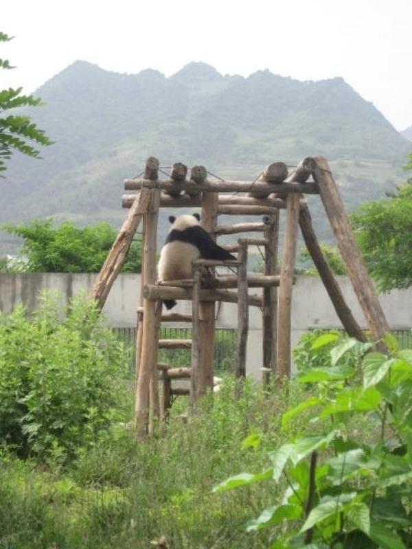 Pandas in China