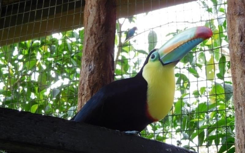 Life as an English teacher in Costa Rica