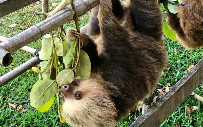 English teaching in Costa Rica