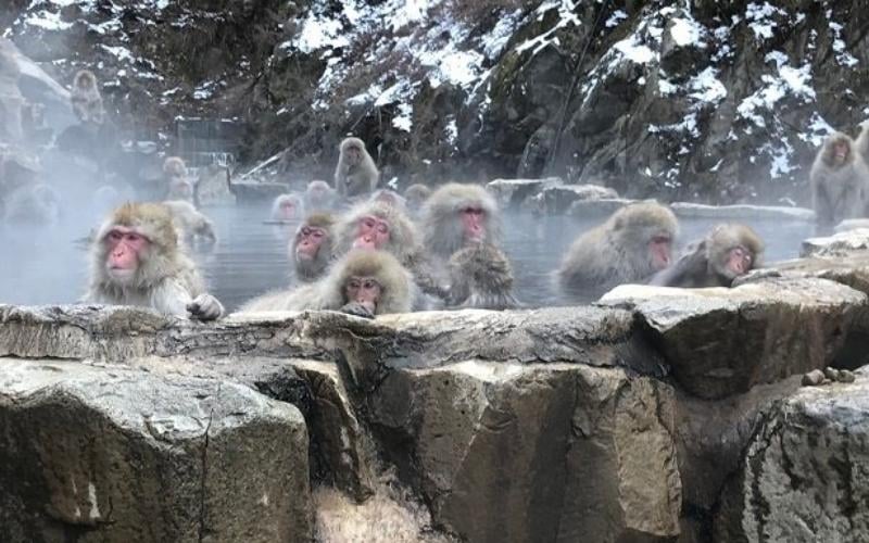 macaques in Japan