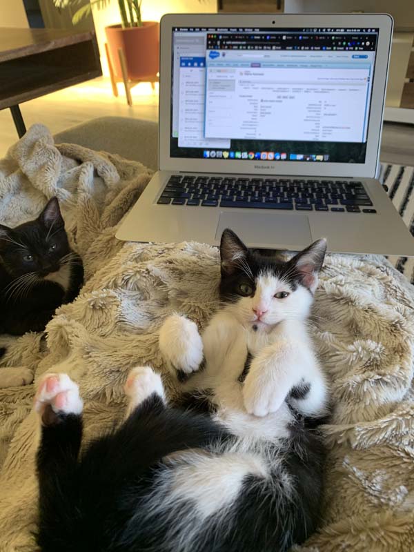 Should I leave my pet at home while teaching English abroad?