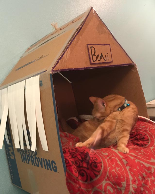 Can you teach English abroad with a pet?