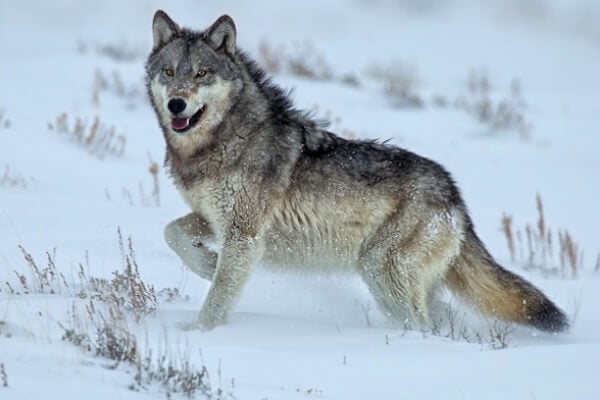 El lobo de Alaska