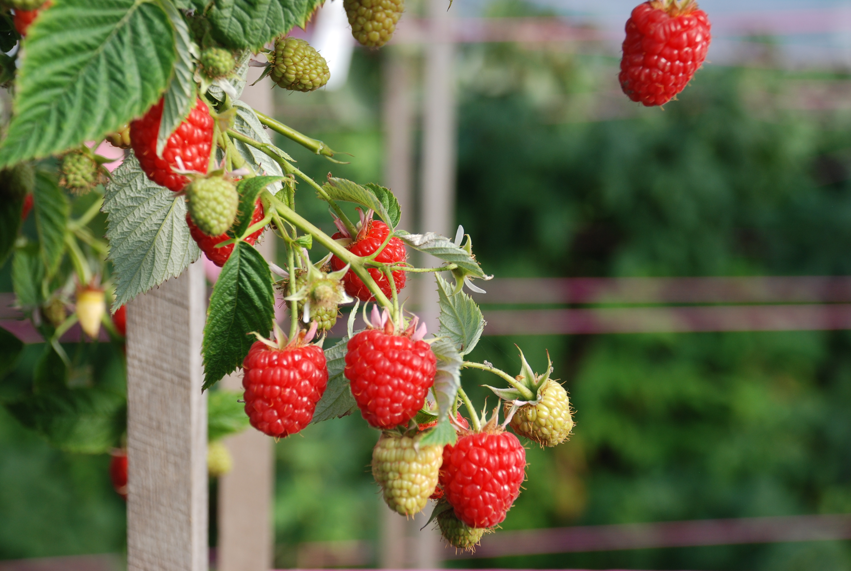 How to Grow Raspberry