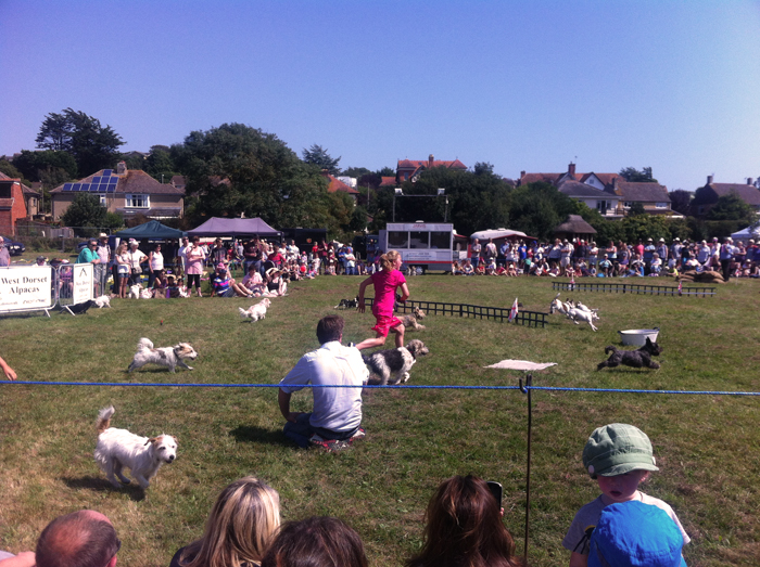 Small dog race at the Melplash agricultural show in Dorset