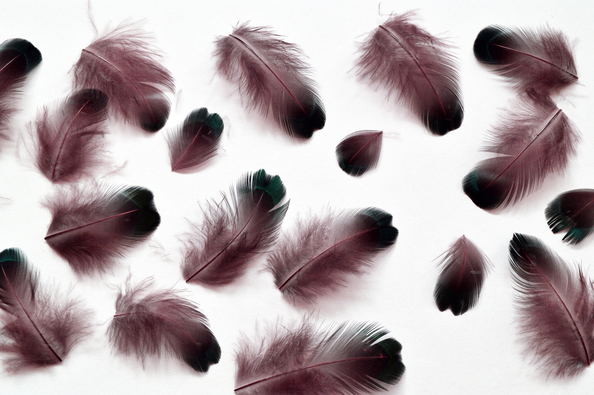 Green Pheasant Feathers