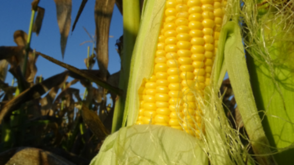 Close up of sweet corn in a field, ready to harvest Close up of sweet corn in a field, ready to harvest
