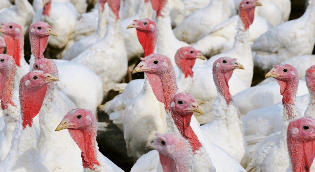 Dindes de chair dans un élevage