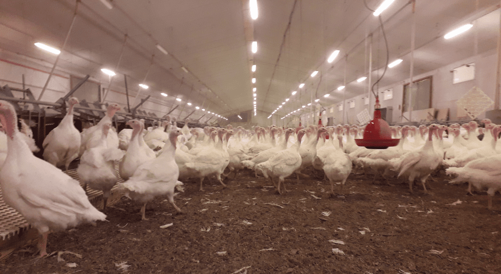 Dindes dans un élevage avicole