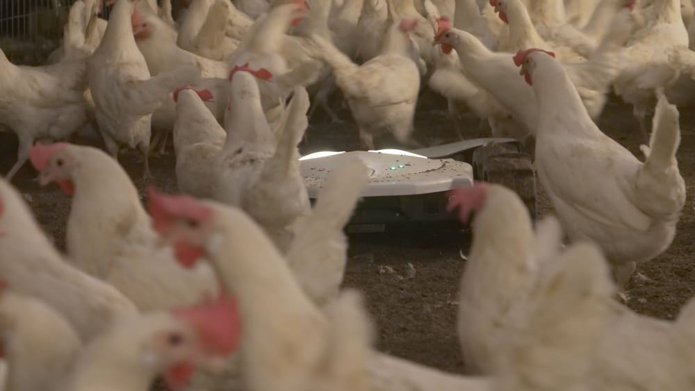 Robot Spoutnic au milieu des poules dans un élevage
