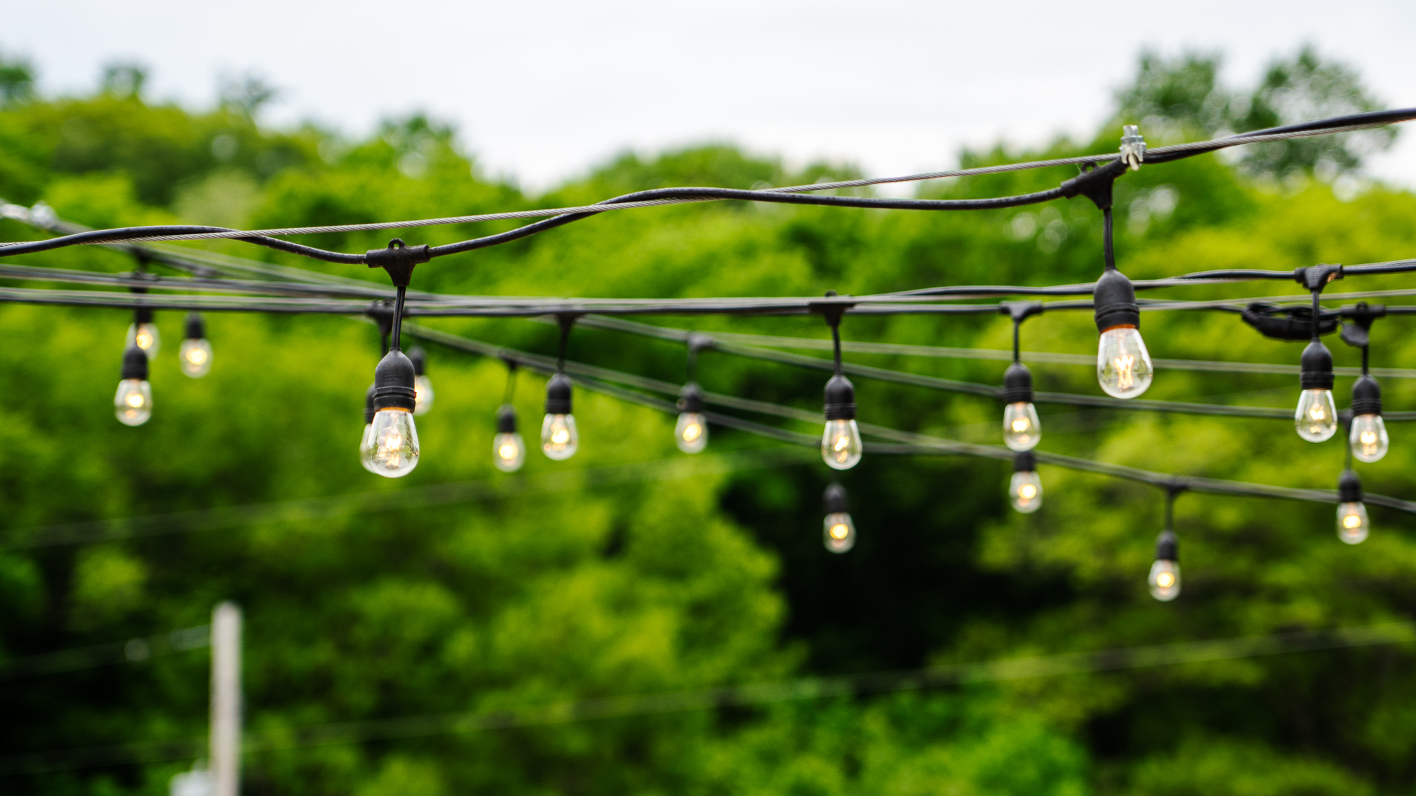 String lights hanging over a treeline.