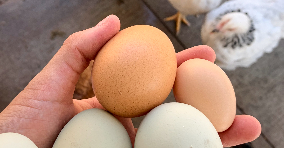 The Best Egg Laying Chickens: A Guide to Egg Production | IFA's Blog
