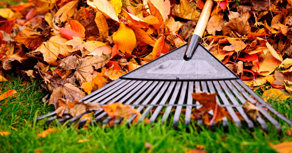 Turn Fallen Leaves into Free Fertilizer Instead of Tossing Them Away