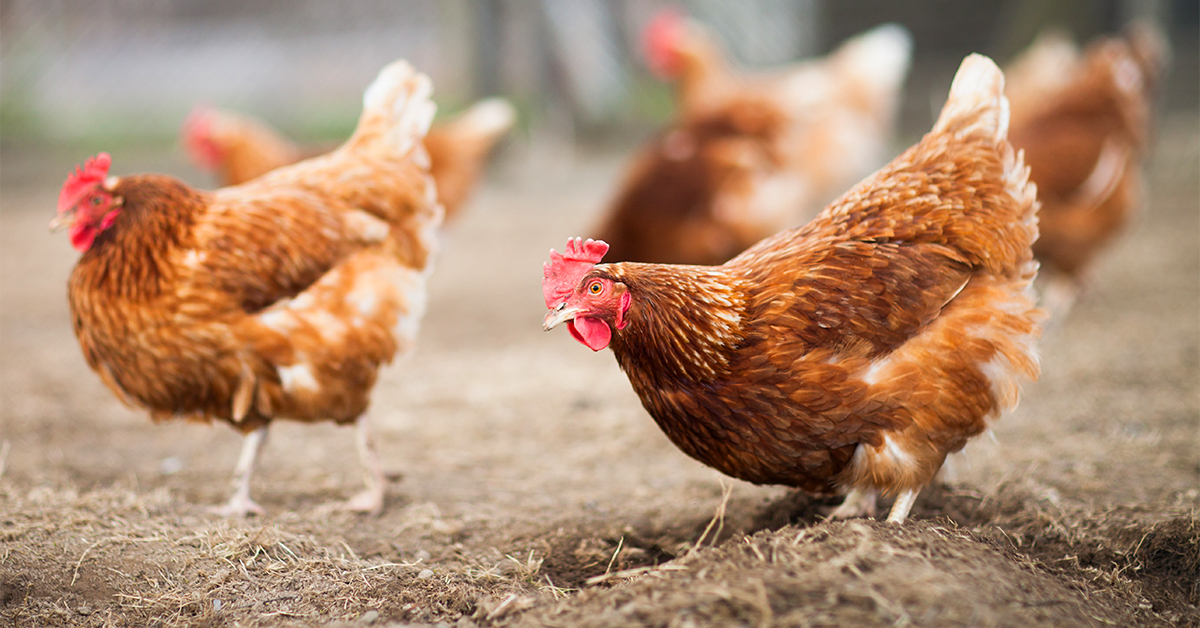 What To Feed Your Chickens From Chicks To Egg-Laying Hens | IFA's Blog